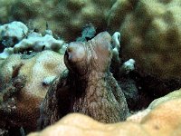 Caribbean Reef Octopus with eyes raised to see me from behind the coral